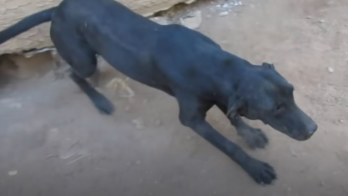 Illustration : "Une chienne errante demande de l'aide aux sauveteurs en les conduisant auprès de ses chiots cachés sous une maison (vidéo)"