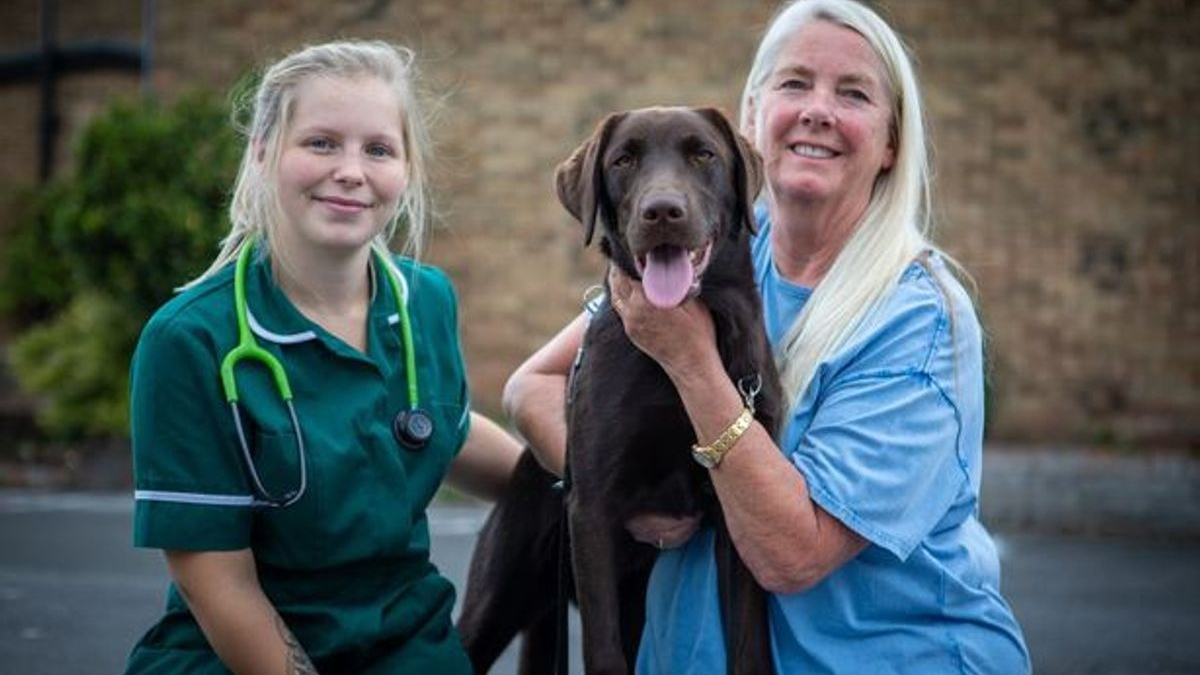 Illustration : "Un Labrador s'effondre après avoir été piqué par une guêpe, une vétérinaire met en garde les propriétaires d'animaux"