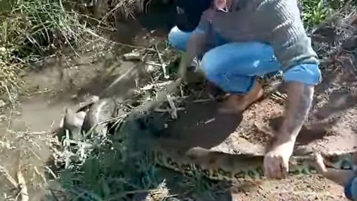 Illustration : "Un homme héroïque affronte un anaconda pour sauver la vie de son chien (vidéo)"