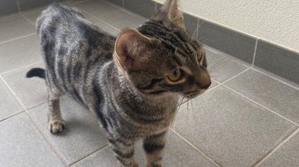 Illustration : Un chat sauve la vie de son maître, bloqué pendant 3 jours au sol après un malaise
