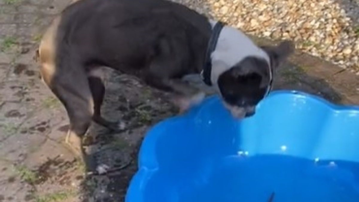 Illustration : "Taquiné par son propriétaire, ce chien pique une colère en voyant des bâtons dans sa piscine (vidéo)"