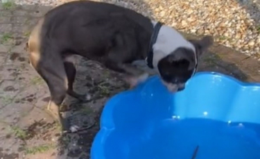 Illustration : "Taquiné par son propriétaire, ce chien pique une colère en voyant des bâtons dans sa piscine (vidéo)"