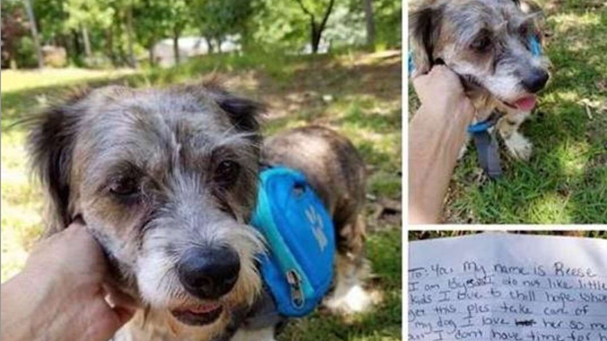 Illustration : "Abandonné devant une maison avec un message, ce chien de 13 ans n'aurait jamais cru retrouver l'amour"