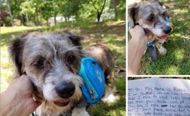 Illustration : "Abandonné devant une maison avec un message, ce chien de 13 ans n'aurait jamais cru retrouver l'amour"