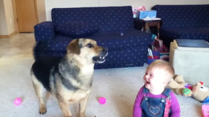 Illustration : Une maman filme une séquence adorable dans laquelle son bébé rit en voyant leur chien essayer d'attraper des bulles