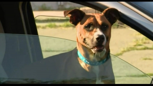 Illustration : Un chien volé il y a 4 ans retrouvé par son propriétaire auprès d'un sans-abri