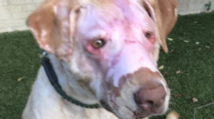 Illustration : Un chien brûlé au visage par un enfant poursuit sa renaissance et espère une éventuelle adoption