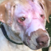 Illustration : Un chien br&ucirc;l&eacute; au visage par un enfant poursuit sa renaissance et esp&egrave;re une &eacute;ventuelle adoption
