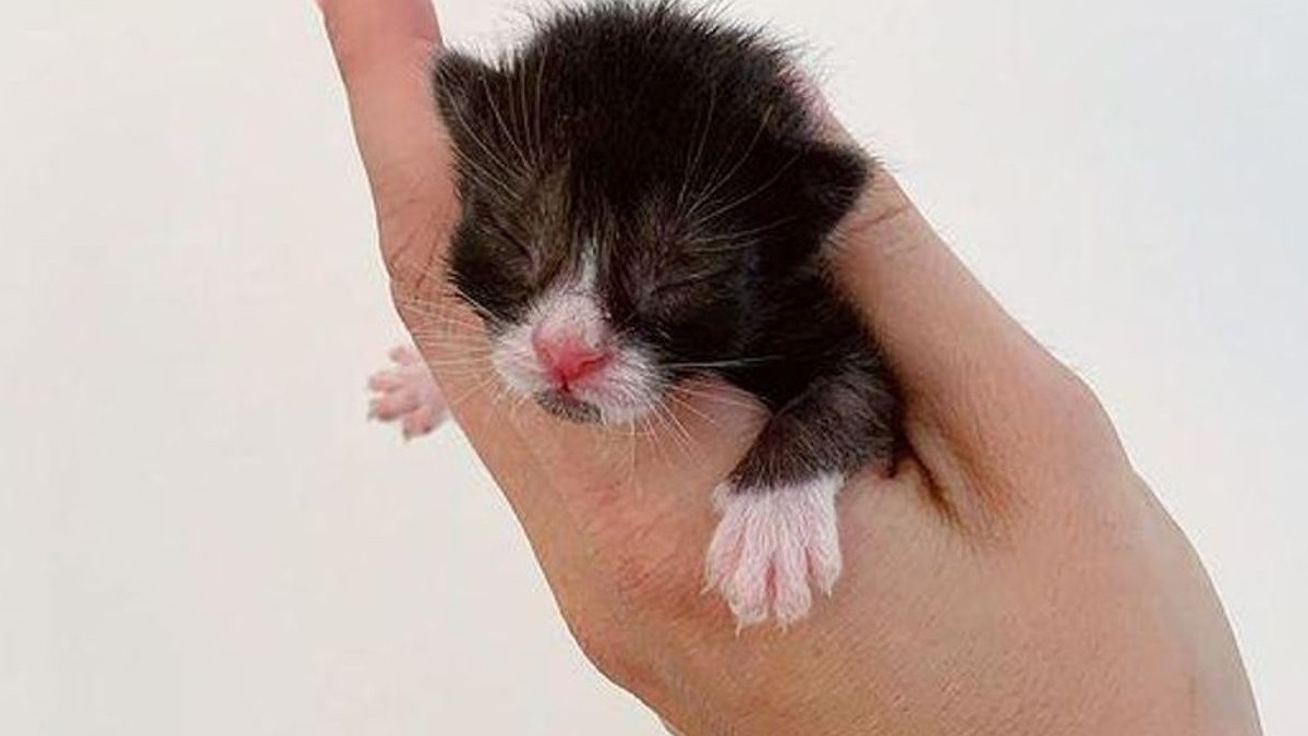 Illustration : "Affaibli, un chaton de la taille d'une paume de main s'accroche à la vie avec l'aide de sa mère d'accueil"