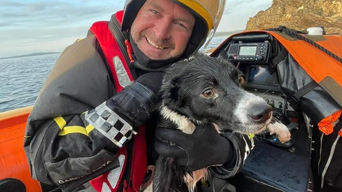 Illustration : "Les gardes-côtes lancent une opération de sauvetage pour récupérer un chien victime d'une chute de 60 mètres"
