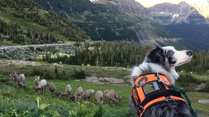 Illustration : Gracie, le Border Collie qui assure la sécurité de la faune et des visiteurs dans un parc national