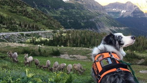 Illustration : Gracie, le Border Collie qui assure la sécurité de la faune et des visiteurs dans un parc national
