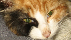 Illustration : Un chat victime d'actes de cruauté sauvé des égouts par un enfant de 6 ans