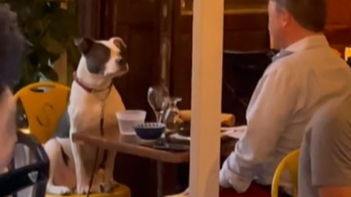 Illustration : "Le rendez-vous d'un chien avec son propriétaire en tête à tête dans un restaurant attendrit le coeur des clients (vidéo)"