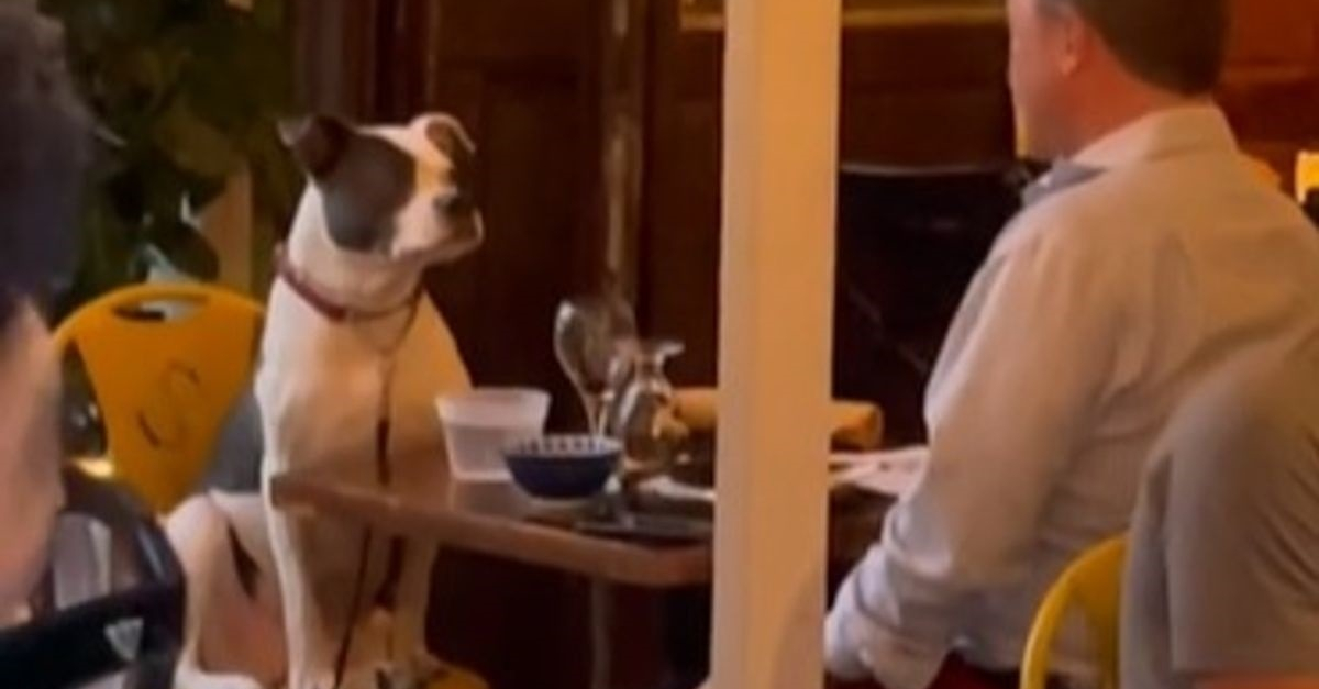 Le rendez-vous d'un chien avec son propriétaire en tête à tête dans un  restaurant attendrit le coeur des clients (vidéo)