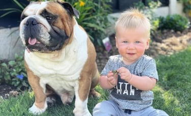 Illustration : "Une maman partage l'adorable amitié entre son bébé et son Bulldog Anglais"