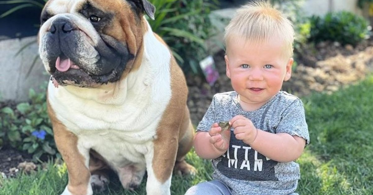 Une Maman Partage L Adorable Amitie Entre Son Bebe Et Son Bulldog Anglais Flipboard