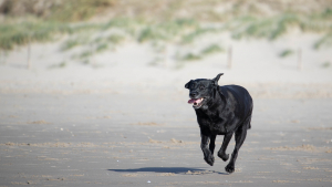 Illustration : Une femme s'effondre soudainement, son chien court frénétiquement sur la plage pour attirer l'attention des secouristes