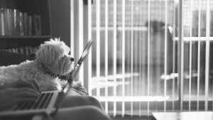 Illustration : Etre payé près de 1000 euros pour dire du bien de votre chien : le nouveau de job de rêve !