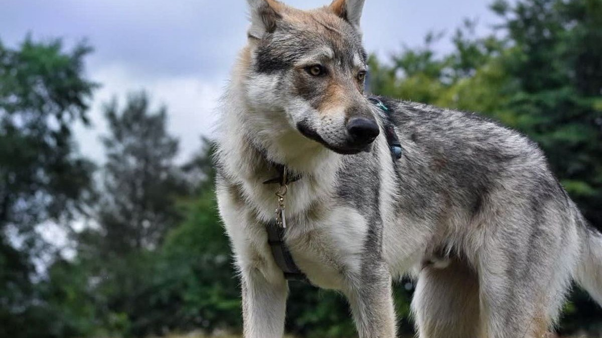 Illustration : "Une passionnée des chiens-loups dresse le portrait de son compagnon à 4 pattes fidèle, intelligent... mais effrayé par les chats"