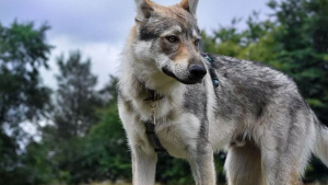 Illustration : Une passionnée des chiens-loups dresse le portrait de son compagnon à 4 pattes fidèle, intelligent... mais effrayé par les chats