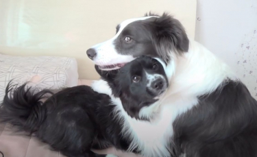 Illustration : "Une chienne bienveillante refuse de quitter le chevet d'un chiot gravement malade"