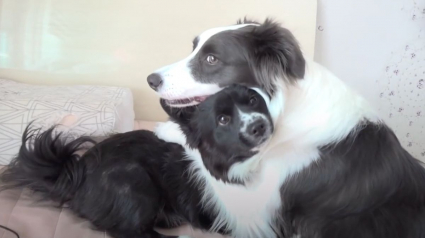 Illustration : Une chienne bienveillante refuse de quitter le chevet d'un chiot gravement malade