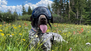 Illustration : Un chien de détection aide une chercheuse à sauver les bourdons en localisant leurs nids