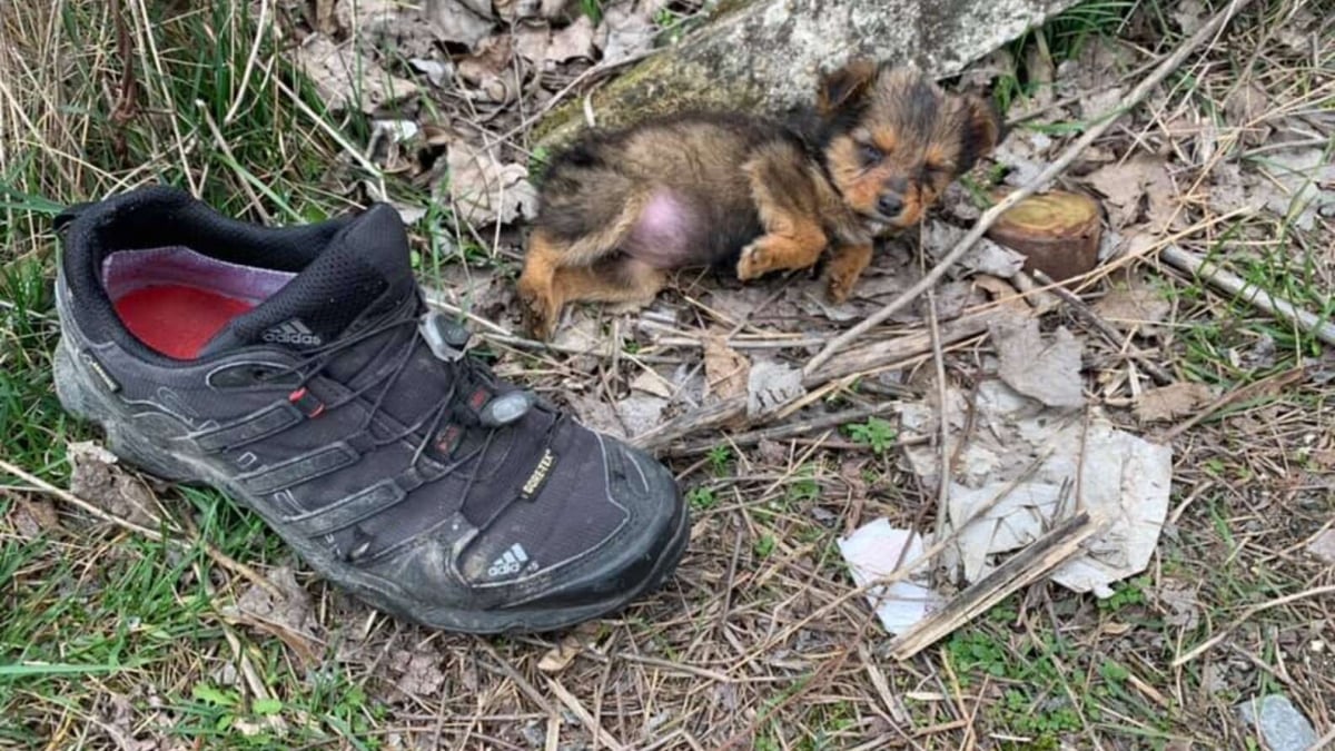 Illustration : "Un chiot vivant seul au milieu des ordures et dormant avec une vieille chaussure fait la rencontre de sa vie"