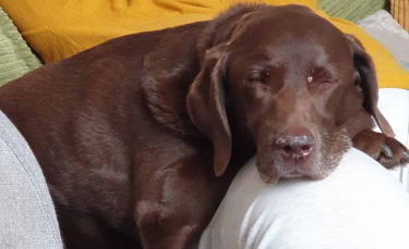 Illustration : "« C'est comme perdre un enfant » : accablée par la mort de son chien, elle prend 2 semaines de congés pour s'en remettre"