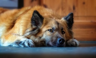 Illustration : "Spotify propose des contenus audio pour divertir et relaxer votre chien en musique"