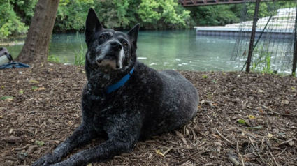 Illustration : 20 photos de Bouviers Australiens, une race de chien active et intelligente
