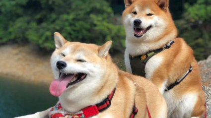 Illustration : 17 photos de Shiba Inu qui s'aiment, malgré la différence de caractère