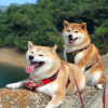 Illustration : 17 photos de Shiba Inu qui s'aiment, malgr&eacute; la diff&eacute;rence de caract&egrave;re