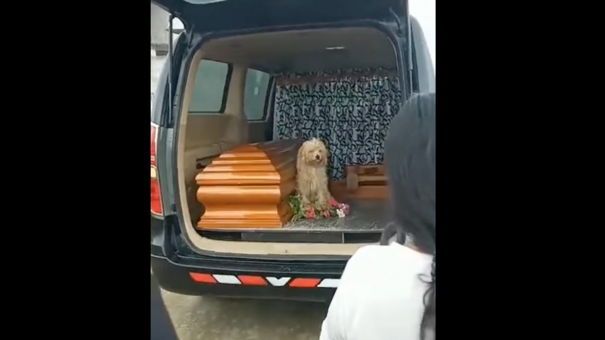 Illustration : "En refusant de quitter sa propriétaire décédée, il prouve que les chiens sont les compagnons les plus fidèles (vidéo)"