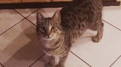 Illustration : Bobby, le chat qui s'est curieusement retrouvé sur la liste des candidats aux élections législatives en Allemagne