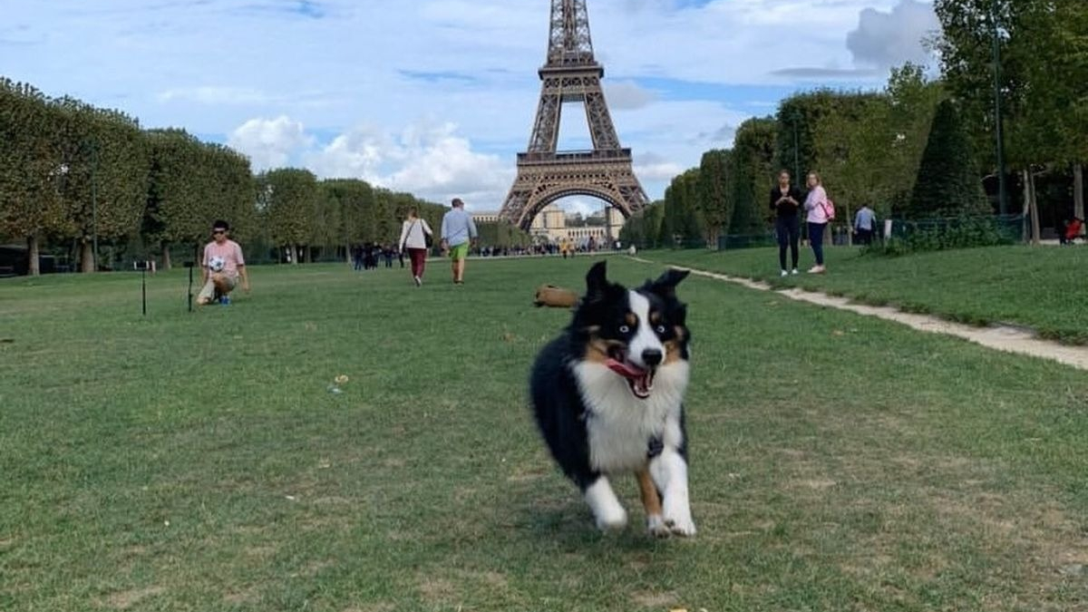 Illustration : "Paris : Excédés, les propriétaires de chiens accusent la capitale de négliger la cause canine "