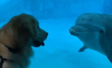 Illustration : "La relation magique établie entre un Golden Retriever et un dauphin"
