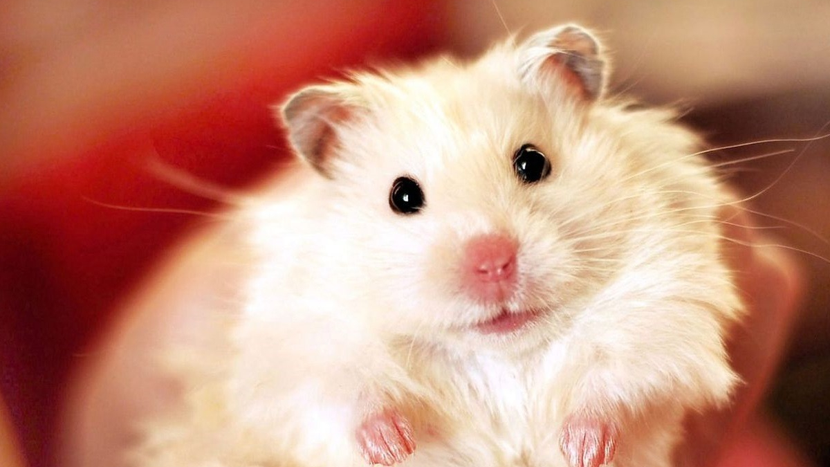 Illustration : "18 photos de hamsters qui vous mettront de bonne humeur"