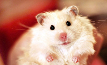 Illustration : "18 photos de hamsters qui vous mettront de bonne humeur"