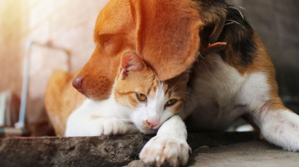 Illustration : 10 races de chiens qui peuvent parfaitement s'entendre avec un chat