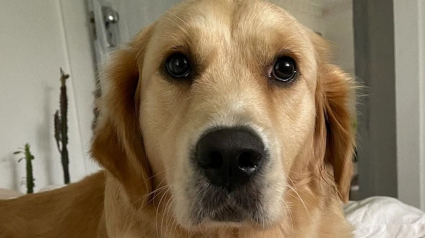 Illustration : A la recherche d’un Golden Retriever disparu, la police s’intéresse au nouveau chien d’une personne connue de ses services