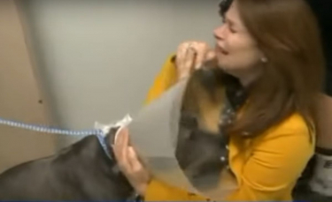 Illustration : "Un chien aveugle voit pour la première fois de sa vie grâce à une opération (vidéo)"