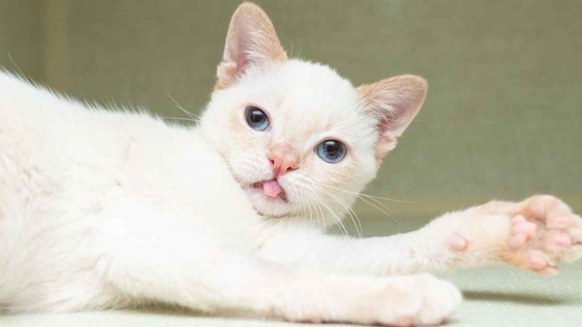 Un Chaton Errant A La Demarche Bancale Fou De Joie Depuis Qu Il A Quitte La Rue