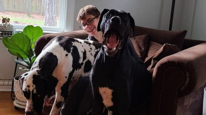 Illustration : 20 gros chiens qui ont décidé de rester des chiots