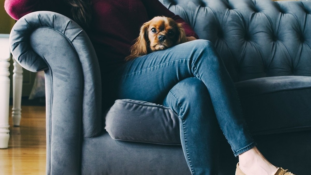 Illustration : "Une pet-sitter payée 50 centimes de l'heure, ébahie par les demandes folles d'une femme pour s'occuper de son chien diabétique"