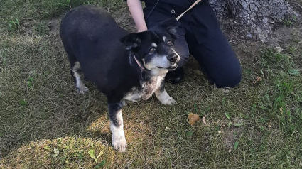 Illustration : Un chien senior jeté sur l'autoroute se remet en forme de façon magistrale