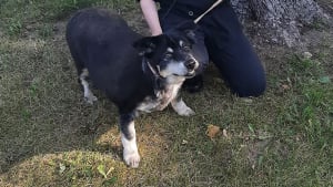 Illustration : Un chien senior jeté sur l'autoroute se remet en forme de façon magistrale