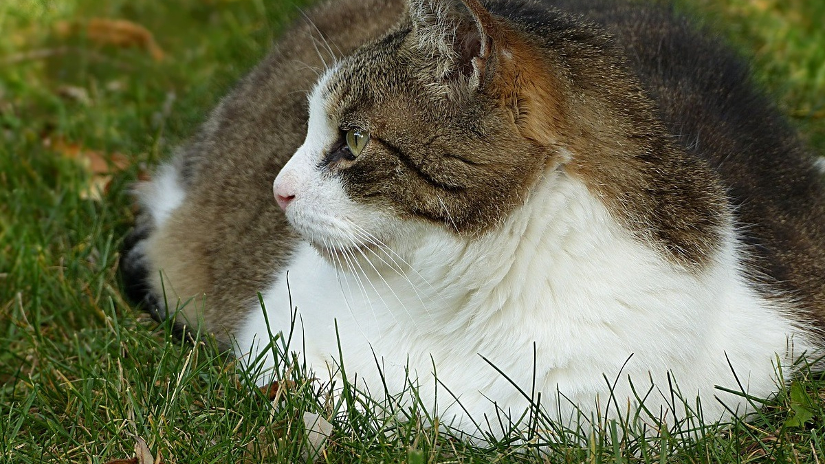 Illustration : "Royal Canin dévoile une enquête alarmante sur le surpoids des chats et se mobilise contre ce phénomène"