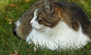 Illustration : "Royal Canin dévoile une enquête alarmante sur le surpoids des chats et se mobilise contre ce phénomène"